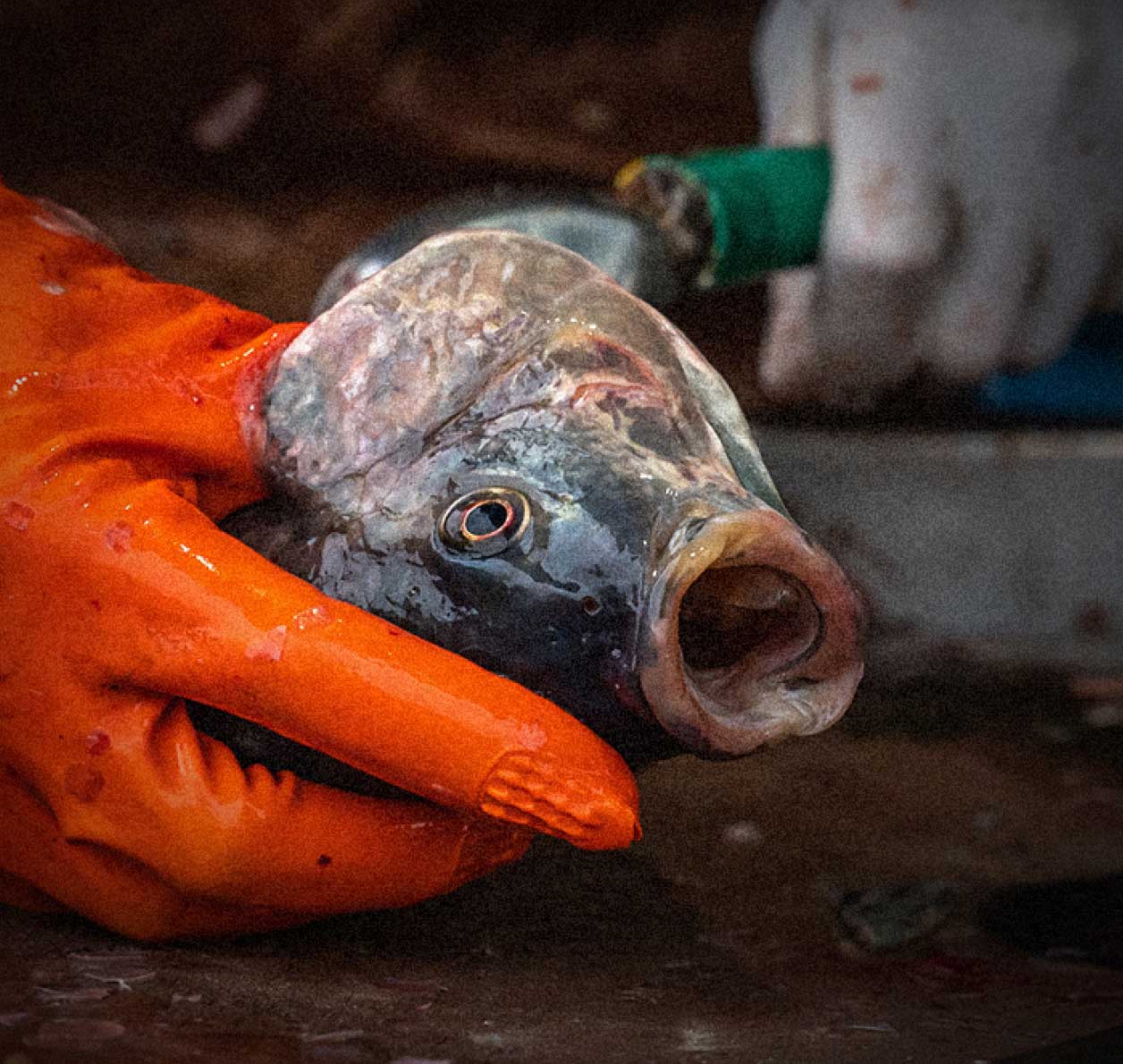 FiveFreedoms Seafood